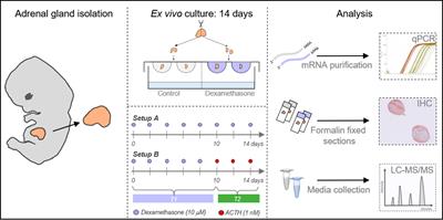 Dexamethasone affects human fetal adrenal steroidogenesis and subsequent ACTH response in an ex vivo culture model